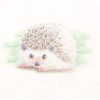 24 Color Pencils CB-NQ 24C / Tombow