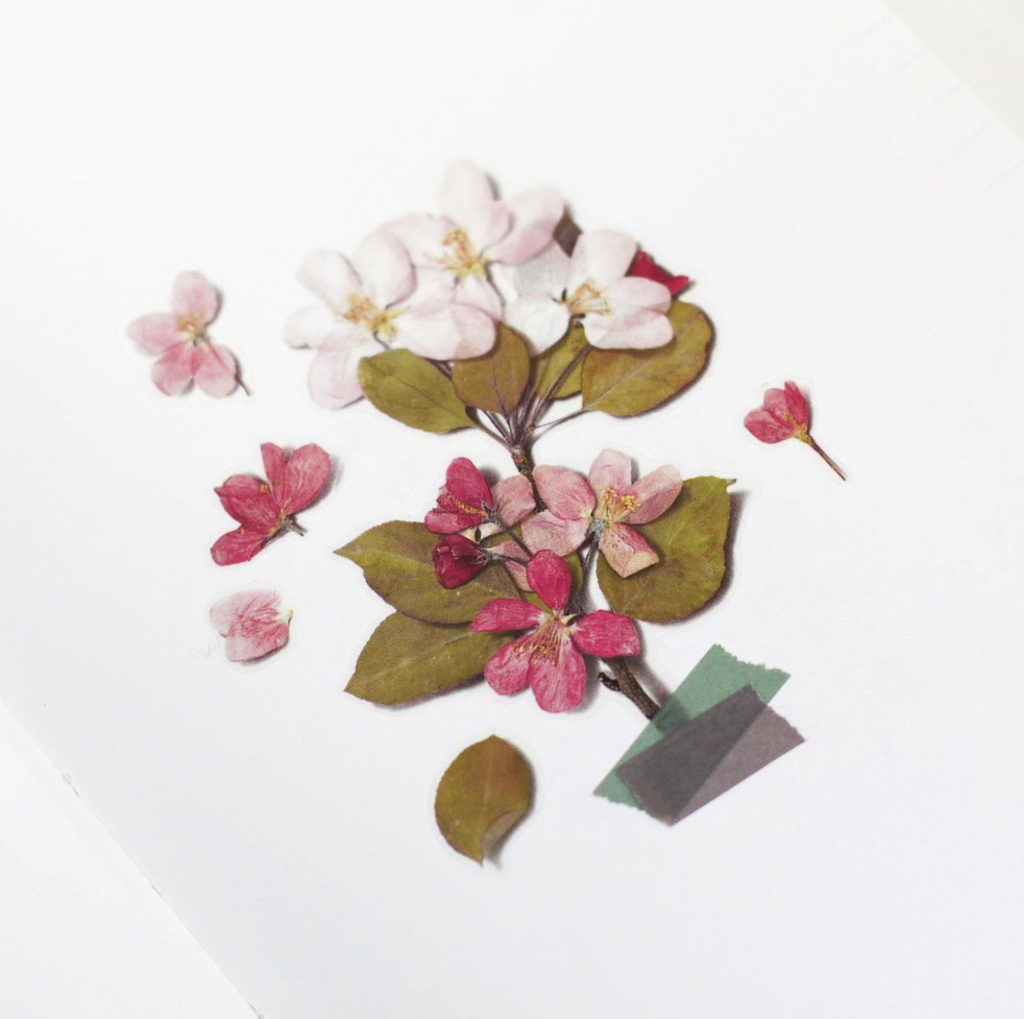 Appree Pressed Flower Stickers - Apple Blossom