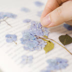 Appree Pressed Flower Stickers - Bigleaf Hydrangea