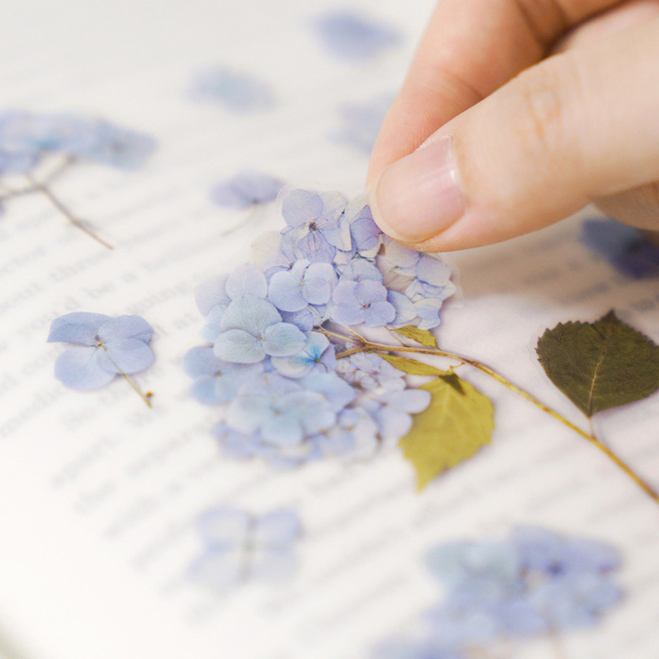 Appree Pressed Flower Stickers - Bigleaf Hydrangea