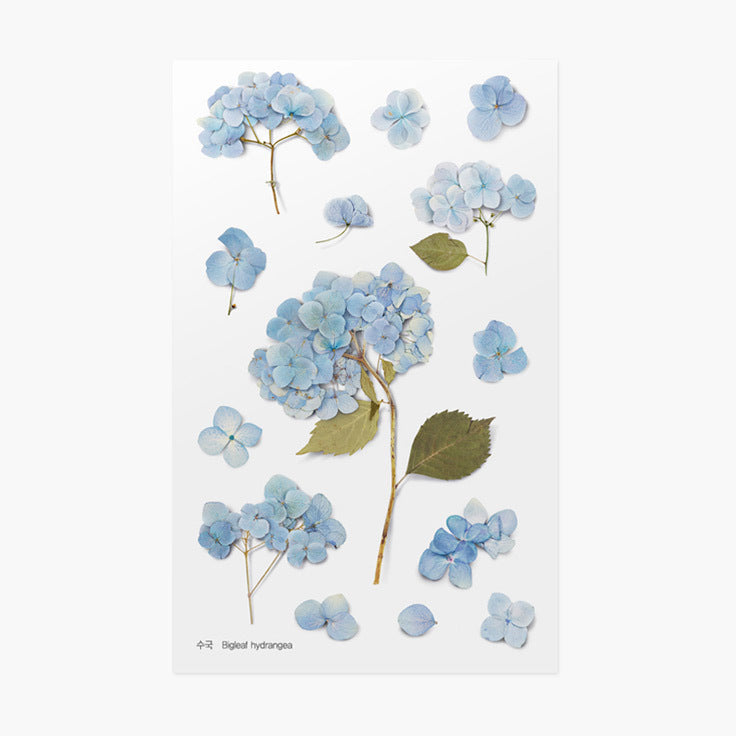 Appree Pressed Flower Stickers - Bigleaf Hydrangea