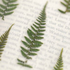 Appree Pressed Flower Stickers - Bracken Fern