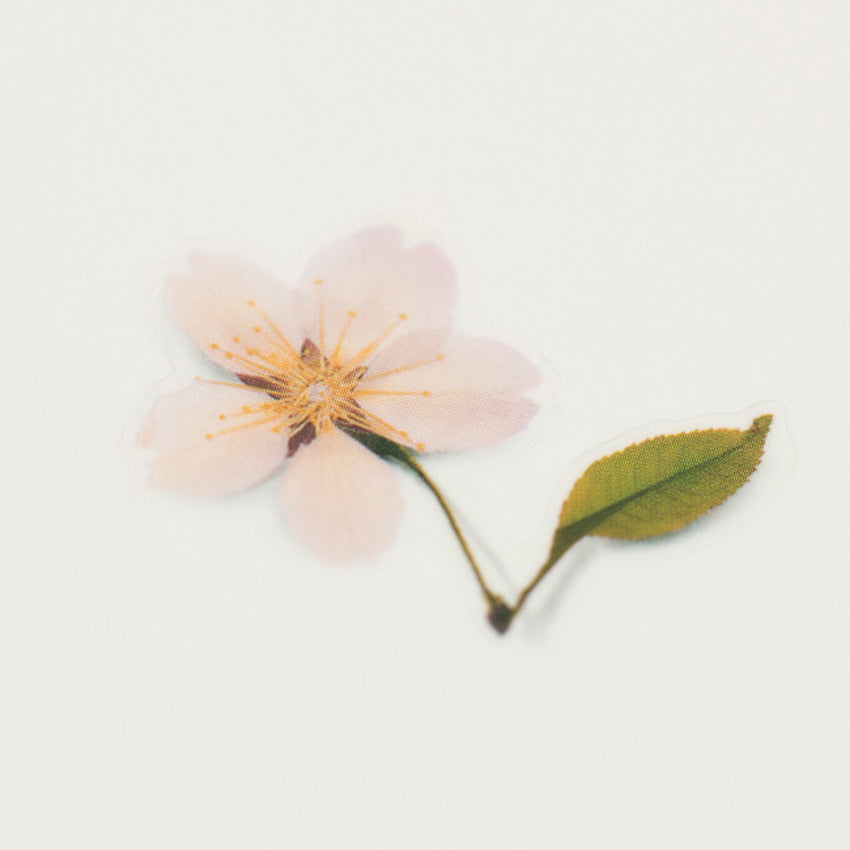 Appree Pressed Flower Stickers - Cherry Blossom