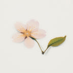 Appree Pressed Flower Stickers - Cherry Blossom