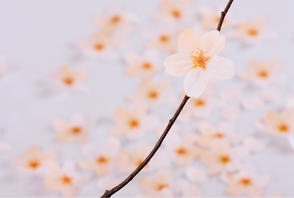 Appree Leaf Sticky Memo Notes - White Cherry Blossom