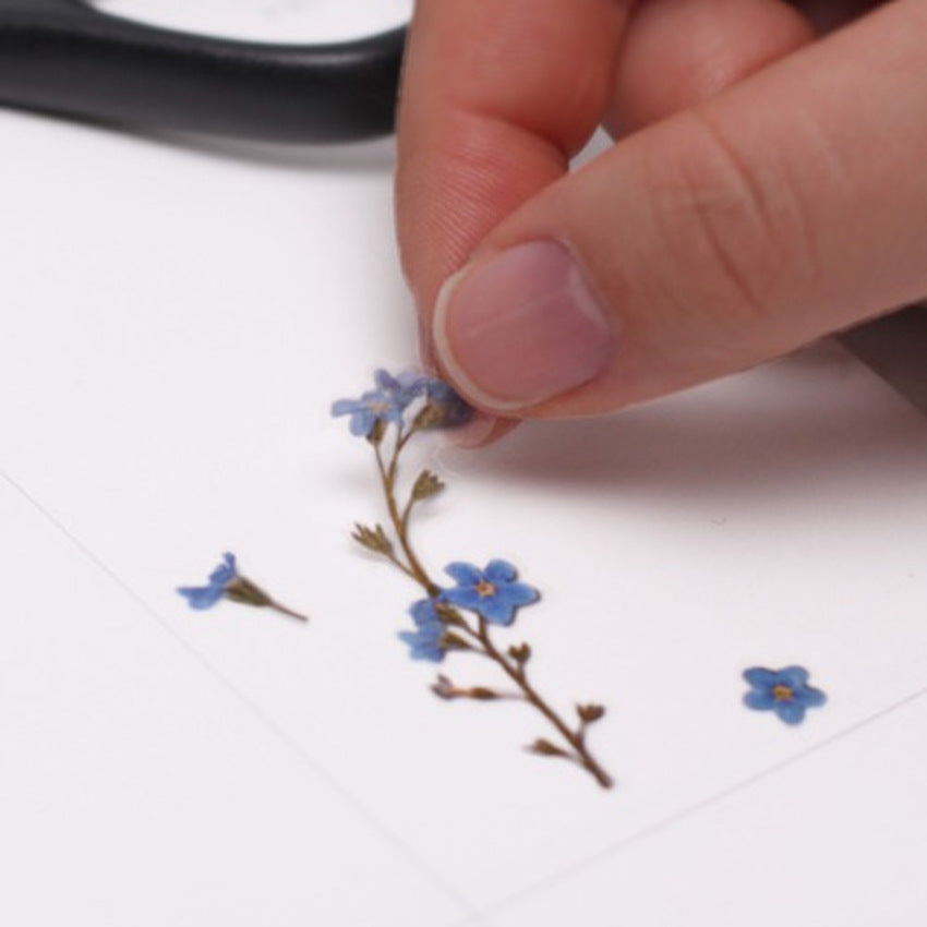 Appree Pressed Flower Stickers - Forget-me-not