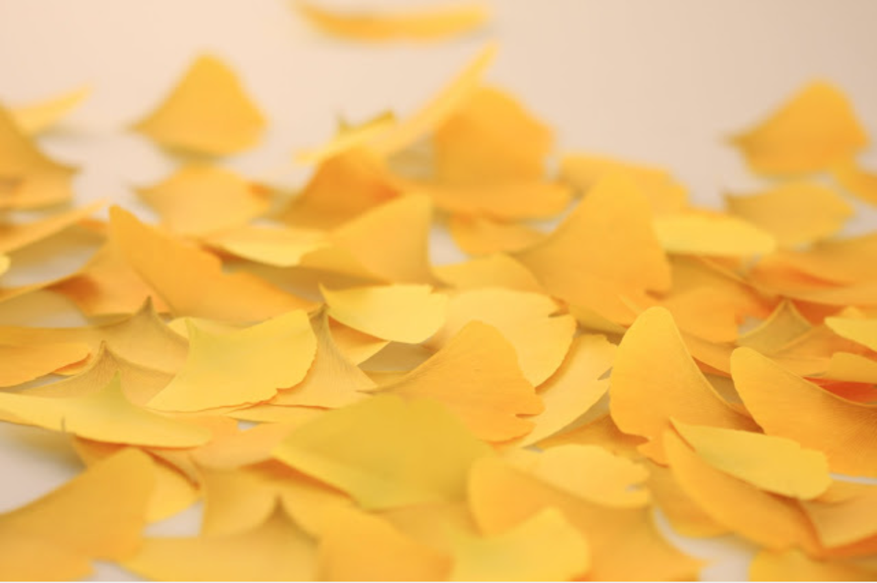 Appree Leaf Sticky Memo Notes - Yellow Ginkgo