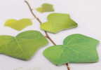 Appree Leaf Sticky Memo Notes - Green Ivy