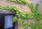 Appree Leaf Sticky Memo Notes - Green Ivy
