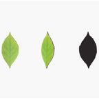Appree Leaf Magnet Set - Birch