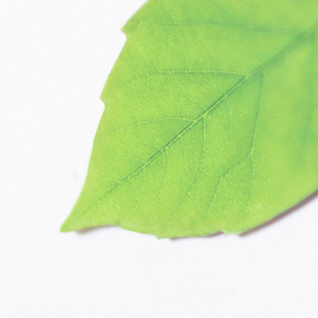 Appree Leaf Magnet Set - Birch