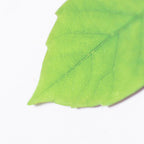 Appree Leaf Magnet Set - Birch