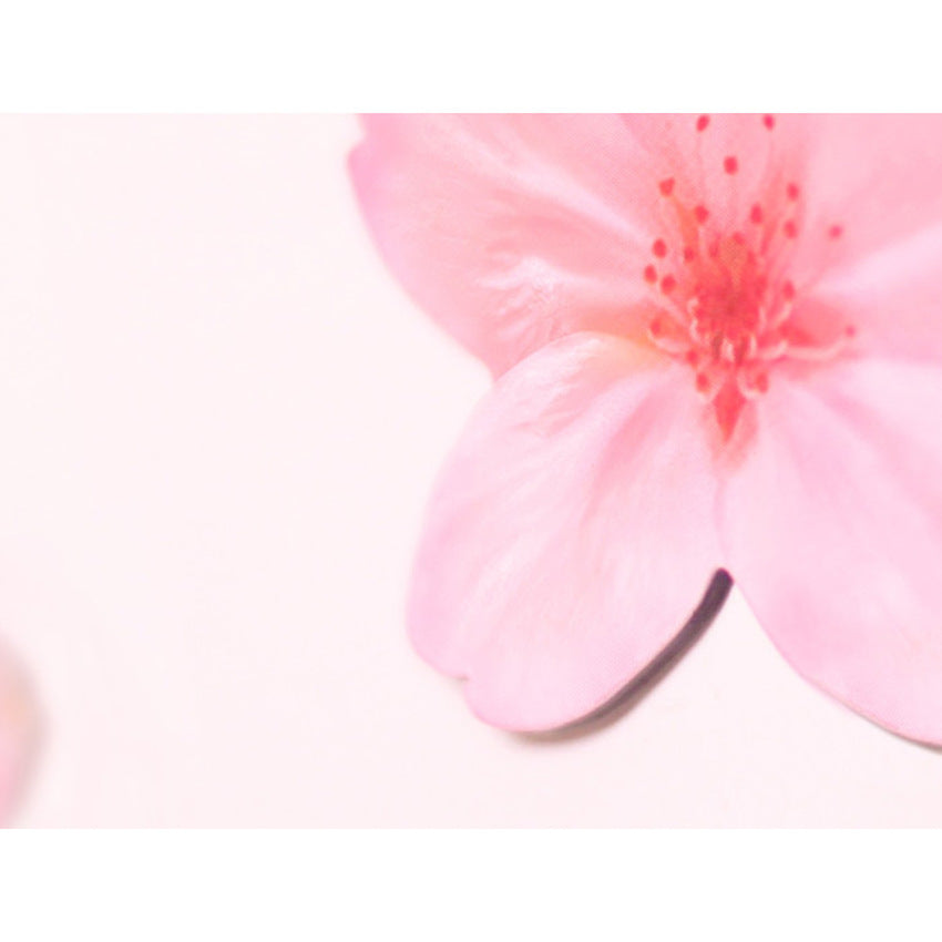 Appree Leaf Magnet Set - Cherry Blossom
