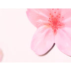 Appree Leaf Magnet Set - Cherry Blossom