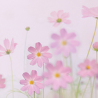 Appree Leaf Magnet Set - Cosmos