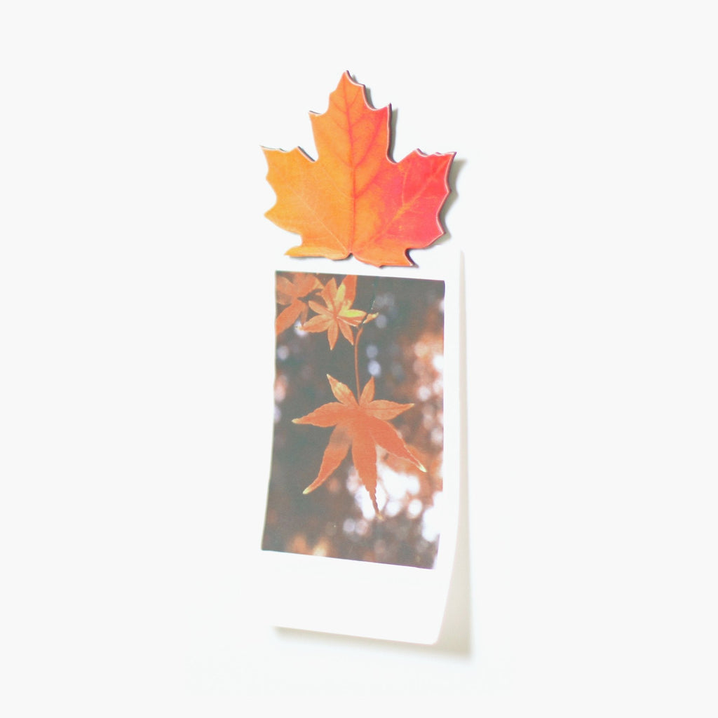 Appree Leaf Magnet Set - Maple