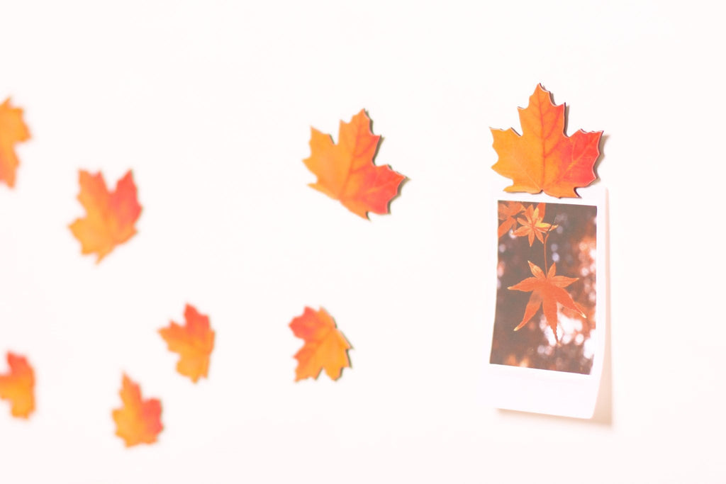 Appree Leaf Magnet Set - Maple
