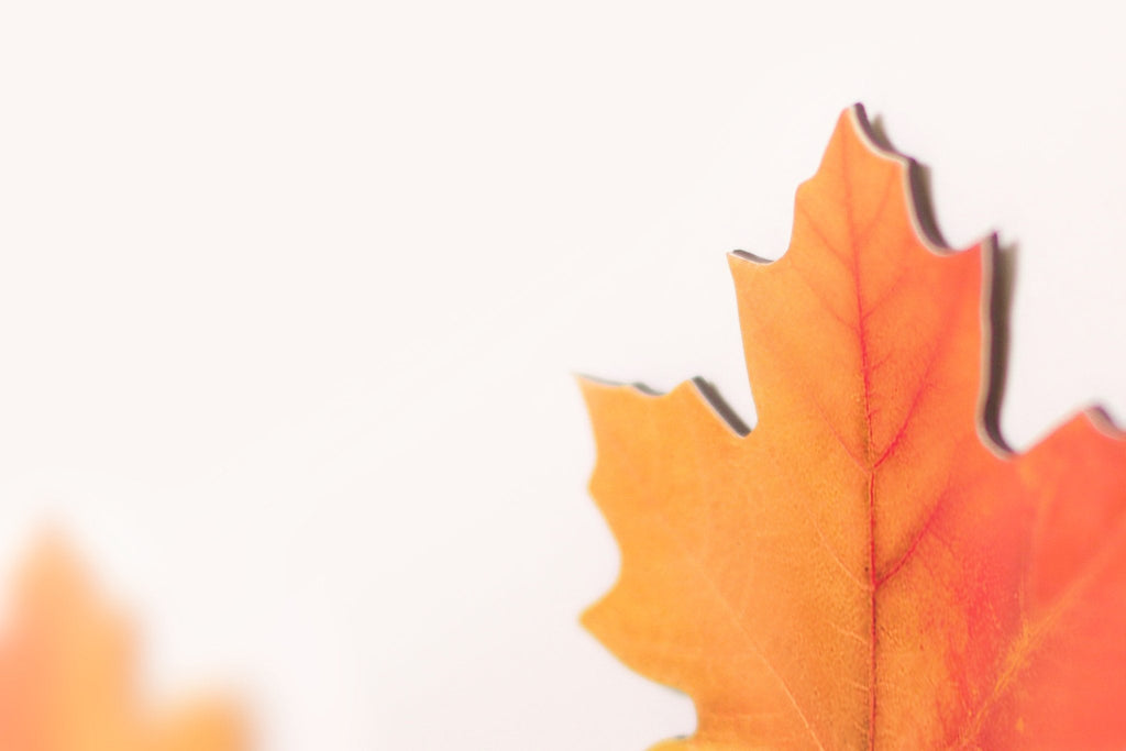 Appree Leaf Magnet Set - Maple