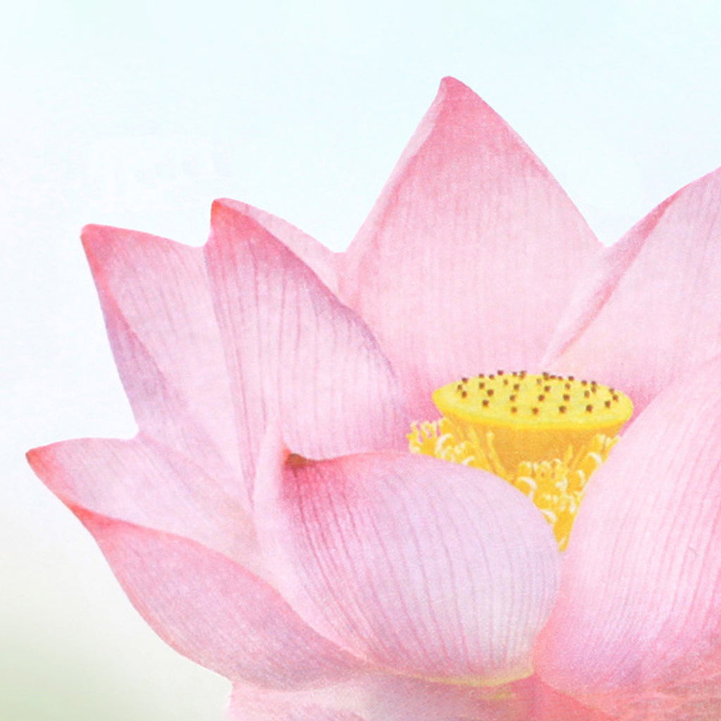 Appree Leaf Sticky Memo Notes - Pink Lotus