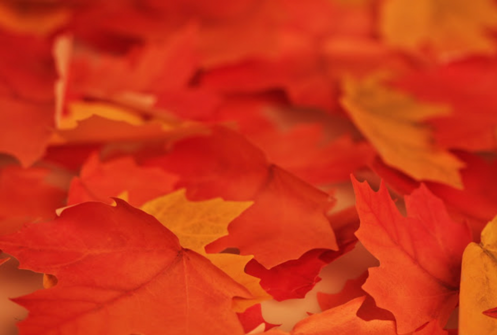 Appree Leaf Sticky Memo Notes - Red Maple