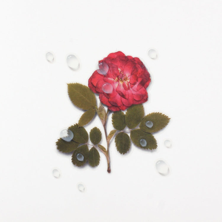 Appree Nature Stickers - Water Droplets