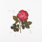 Appree Nature Stickers - Water Droplets