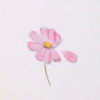 Appree Pressed Flower Stickers - Cosmos