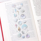 Appree Nature Clear Stickers - Seashell