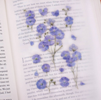 Appree Pressed Flower Stickers - Flax