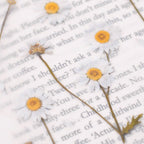 Appree Pressed Flower Stickers - Daisy