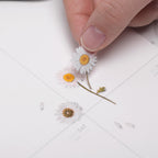 Appree Pressed Flower Stickers - Daisy