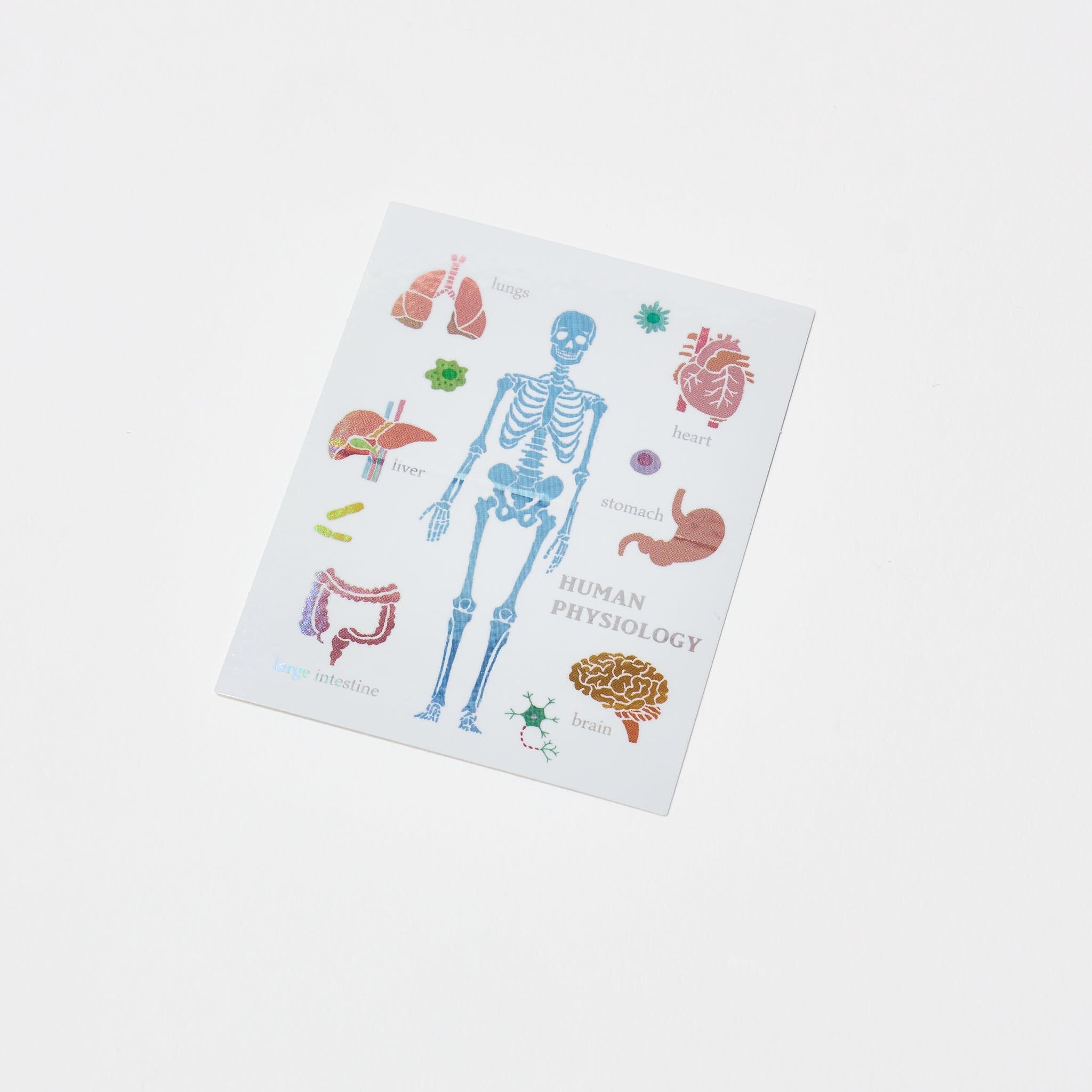 STUDY HOLIC Aurora Sticker / GreenFlash