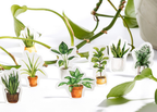 House Plant Paper Stickers