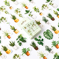 House Plant Paper Stickers