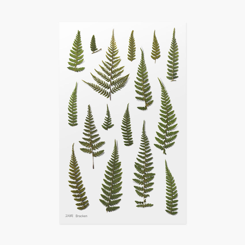 Appree Pressed Flower Stickers - Bracken Fern