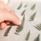 Appree Pressed Flower Stickers - Bracken Fern