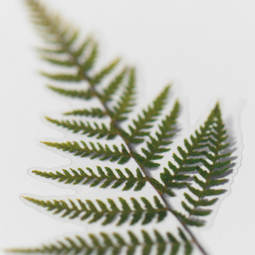 Appree Pressed Flower Stickers - Bracken Fern