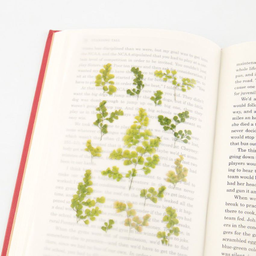 Appree Pressed Flower Stickers - Adiantum