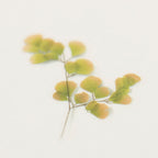 Appree Pressed Flower Stickers - Adiantum