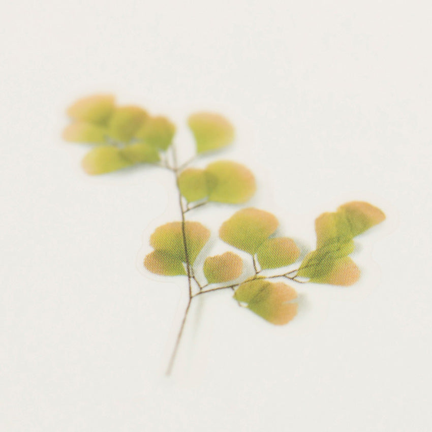 Appree Pressed Flower Stickers - Adiantum
