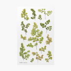 Appree Pressed Flower Stickers - Adiantum