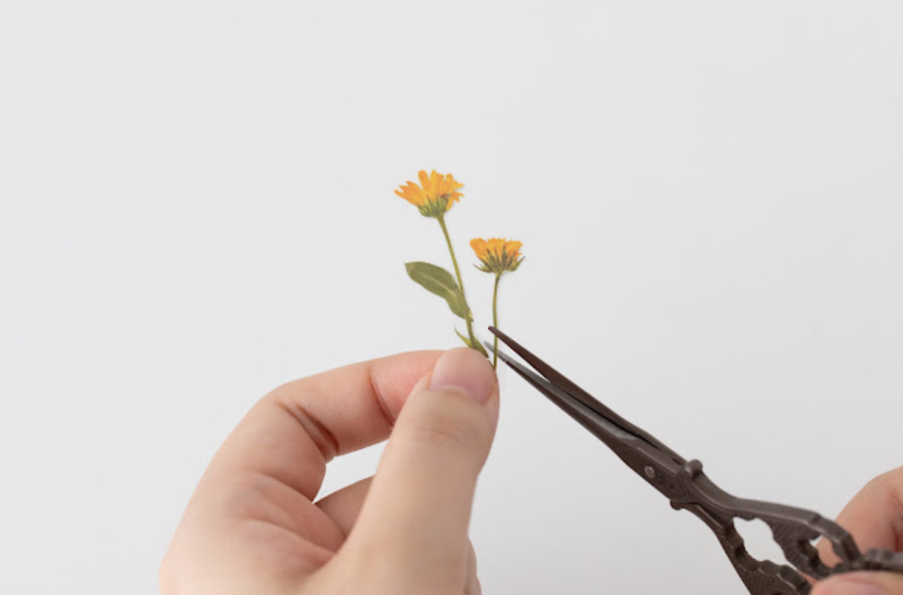Appree Pressed Flower Stickers - Calendula