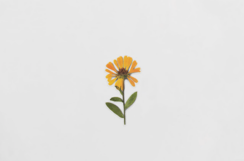 Appree Pressed Flower Stickers - Calendula