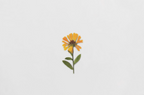 Appree Pressed Flower Stickers - Calendula
