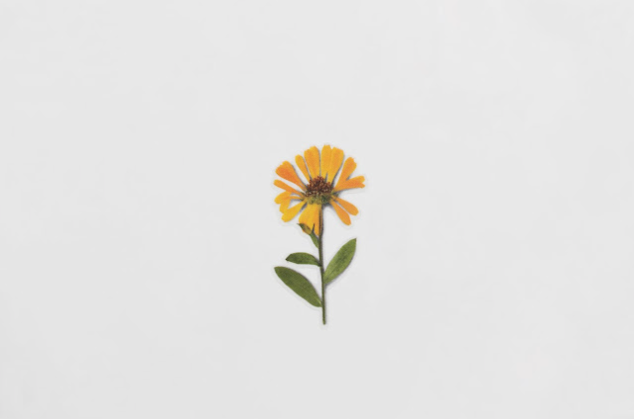 Appree Pressed Flower Stickers - Calendula