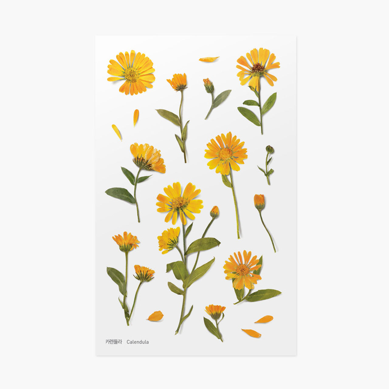 Appree Pressed Flower Stickers - Calendula