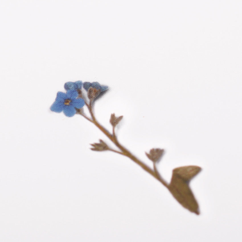 Appree Pressed Flower Stickers - Forget-me-not