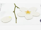 Appree Tracing Paper Sticky Notes