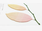 Appree Tracing Paper Sticky Notes