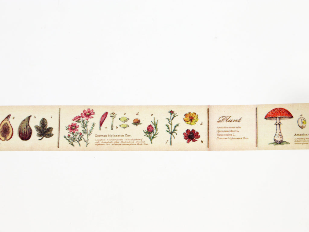 mt ex Encyclopedia of Plants